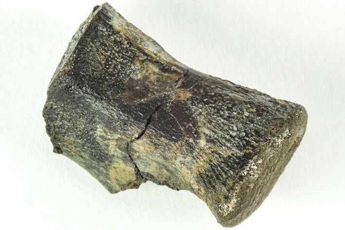 Rare, Theropod Dinosaur Vertebra - Isle of Wight, England #206543